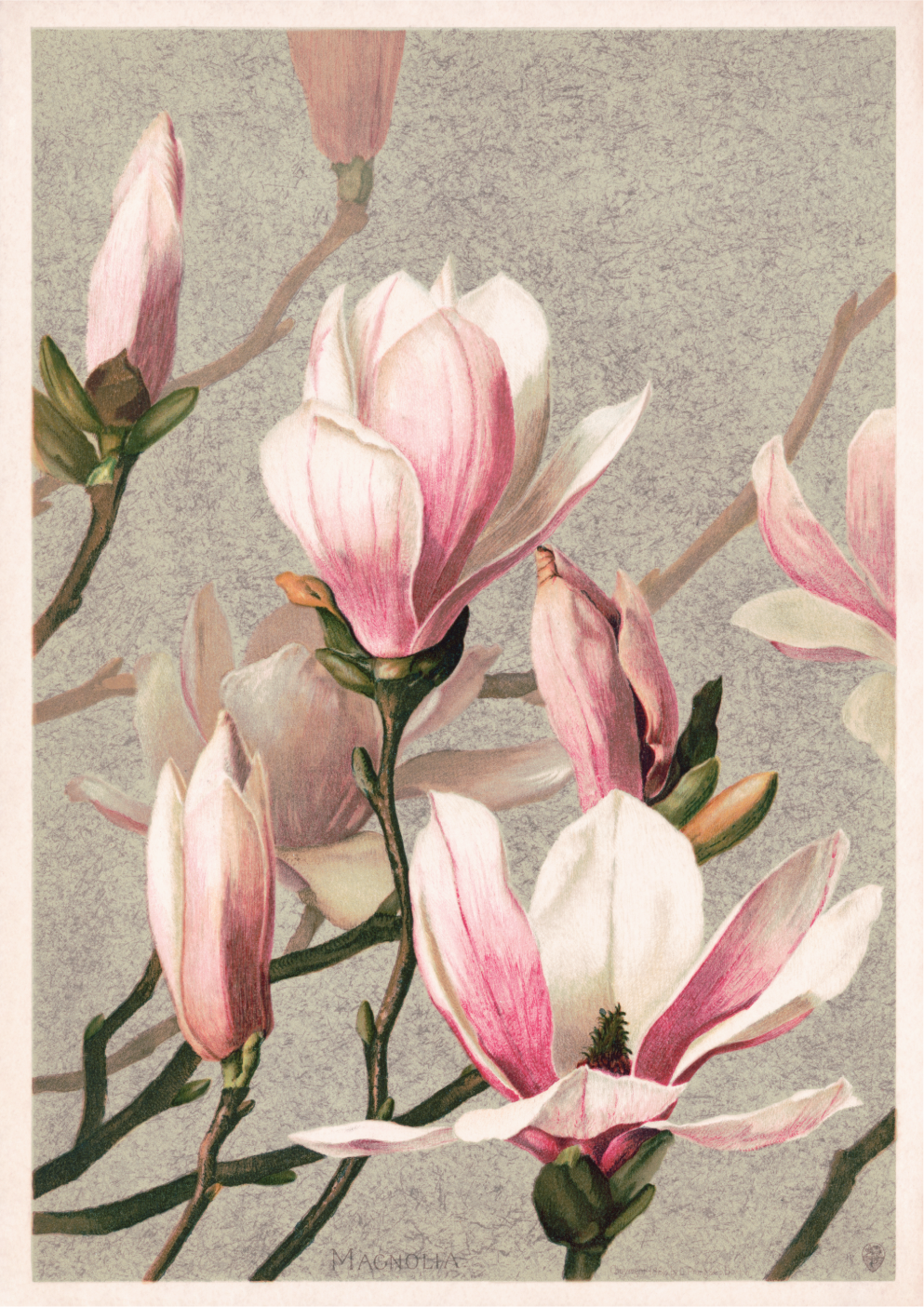 Magnolia