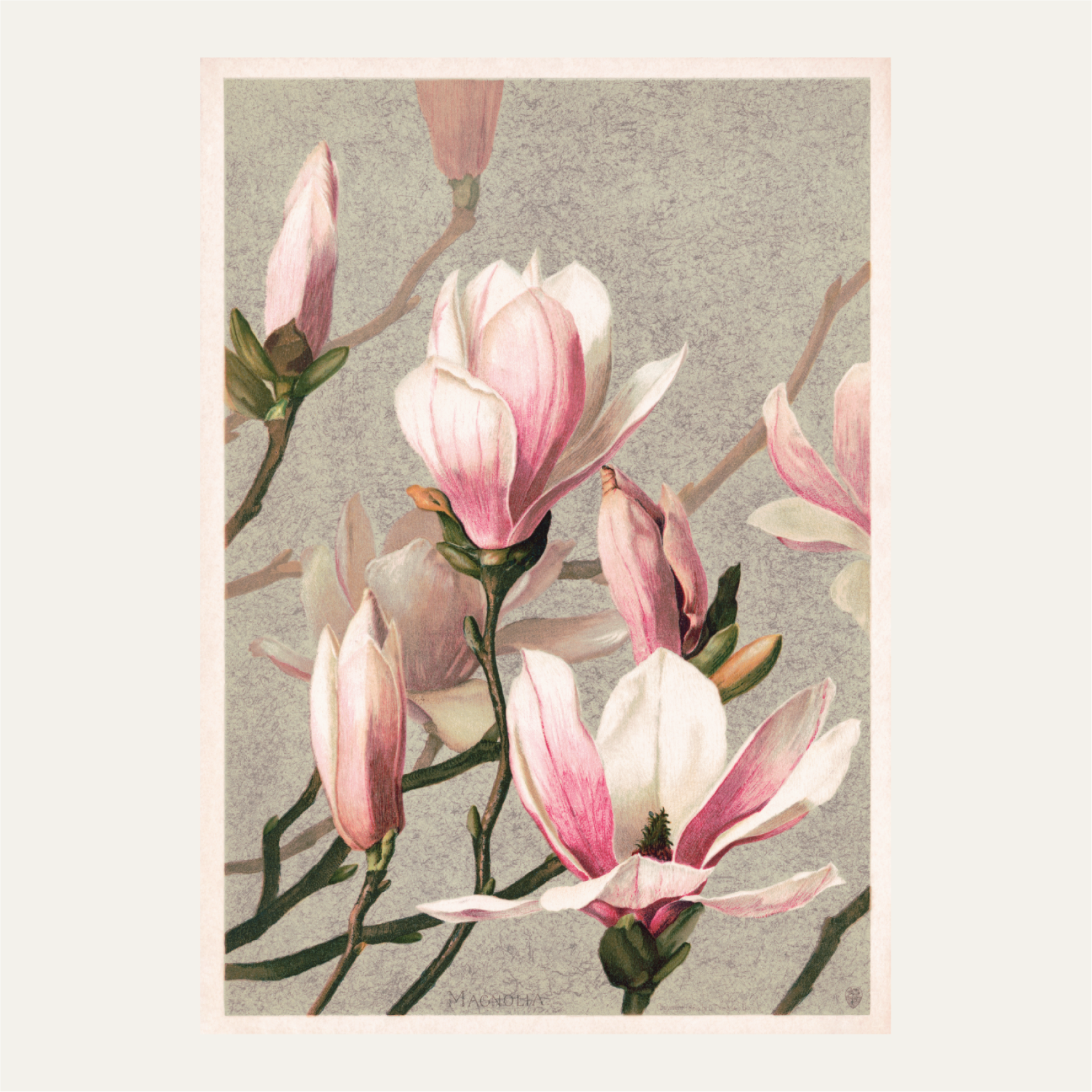 Magnolia