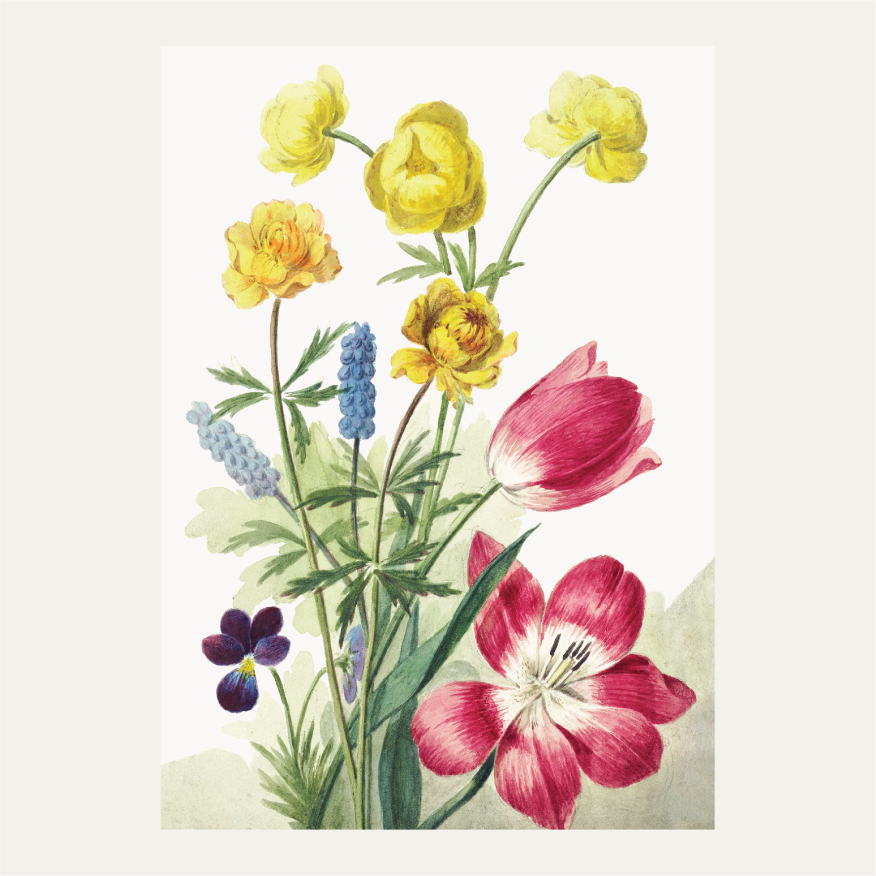 Bouquet of tulips, violets, blue grapes and marigolds