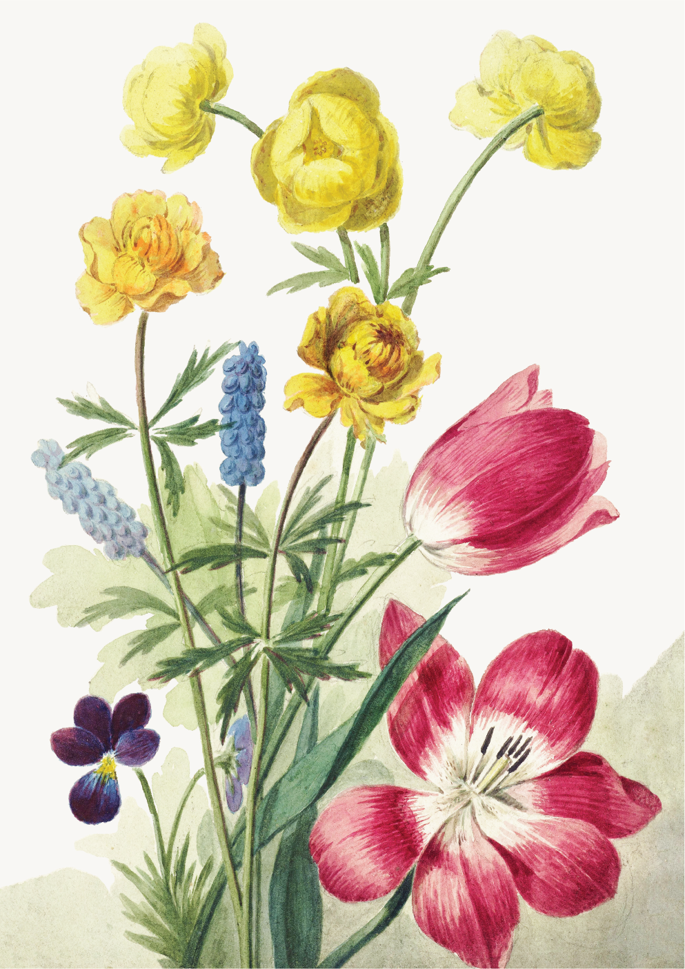 Bouquet of tulips, violets, blue grapes and marigolds