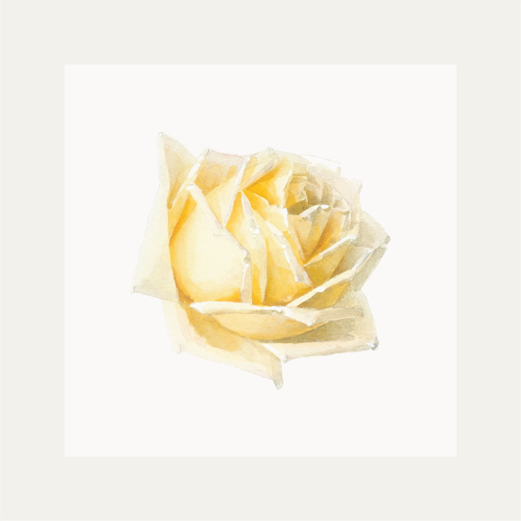 Study of a Rose