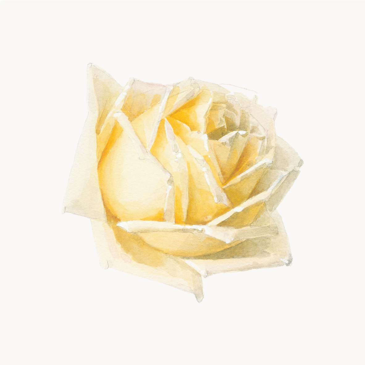 Study of a Rose