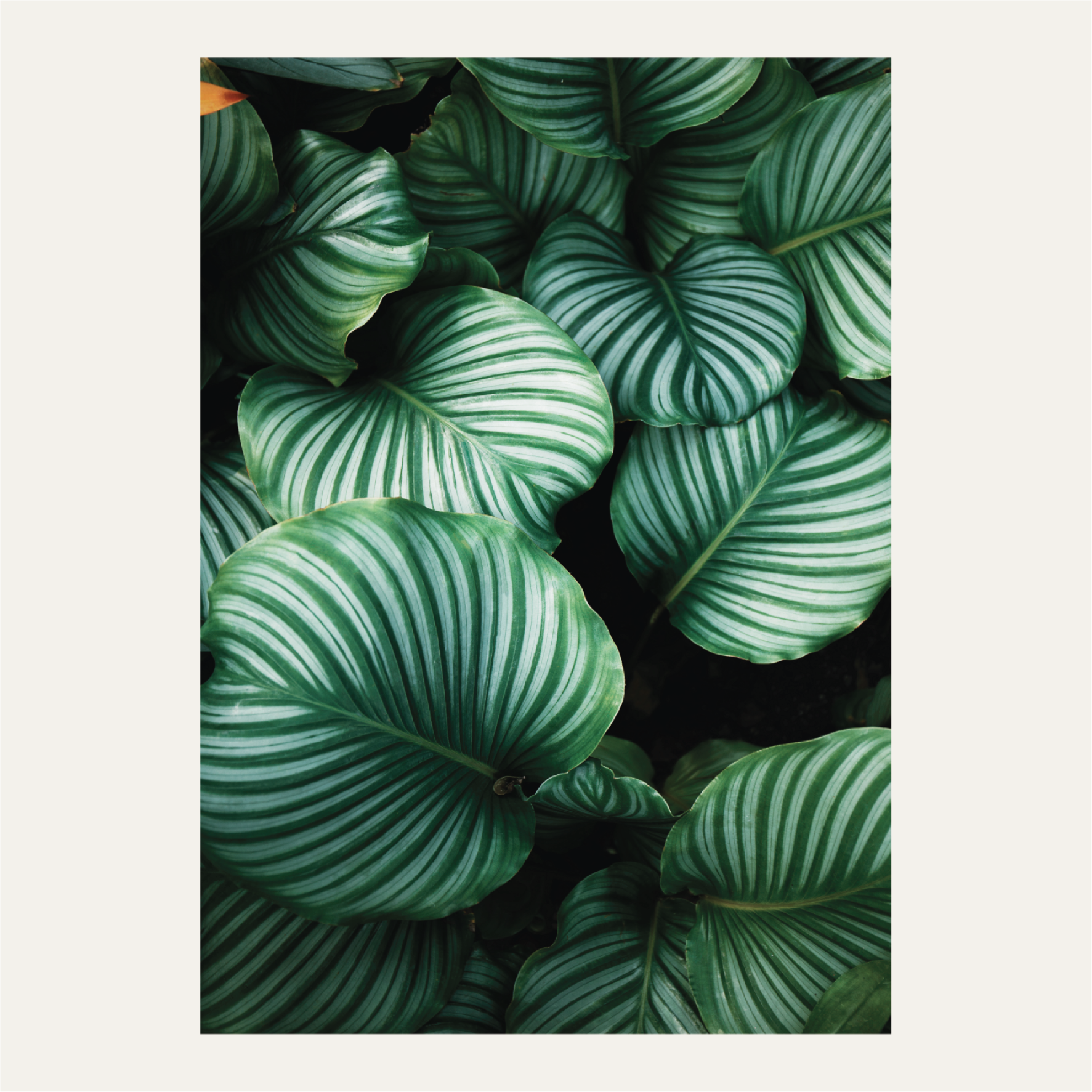 Green tropical leaves