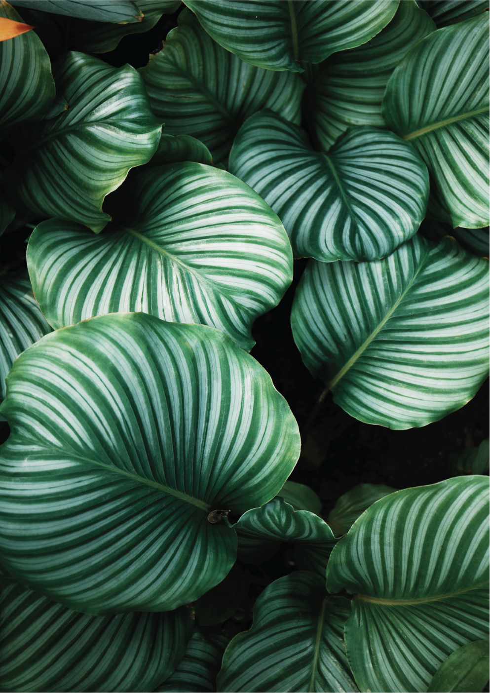 Green tropical leaves