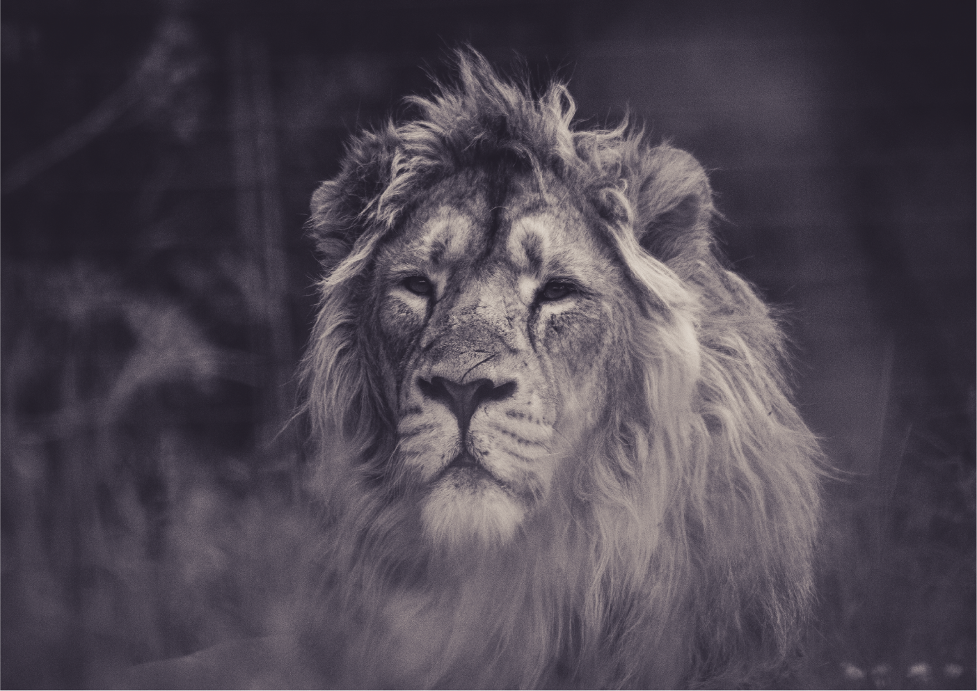 A lion’s face in black and white