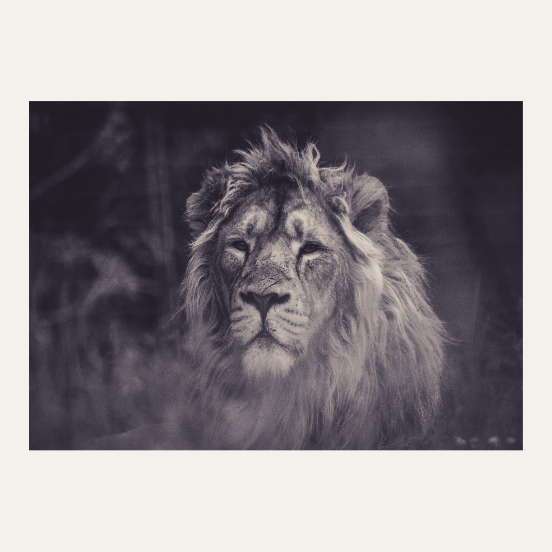 A lion’s face in black and white