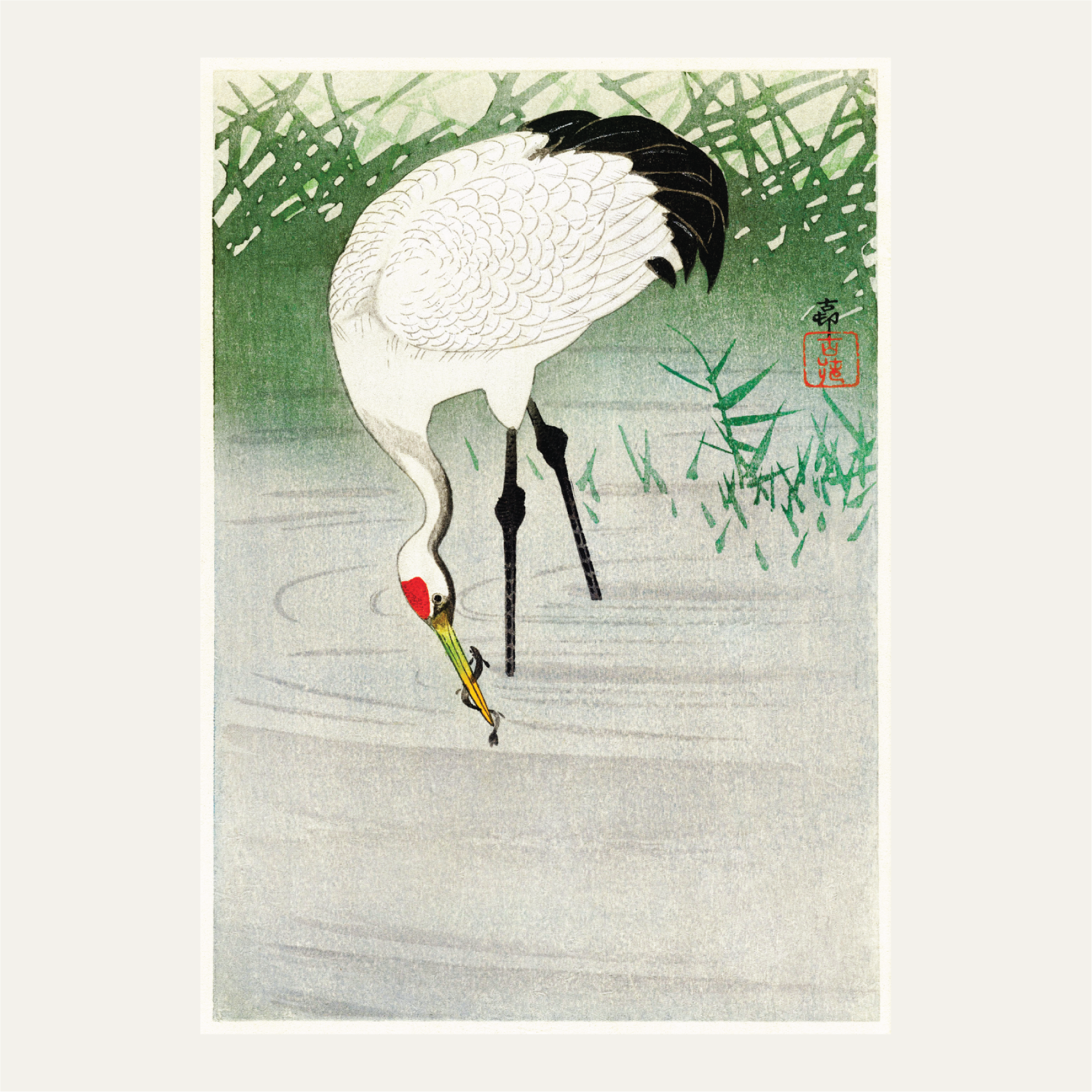 Fishing crane in shallow water