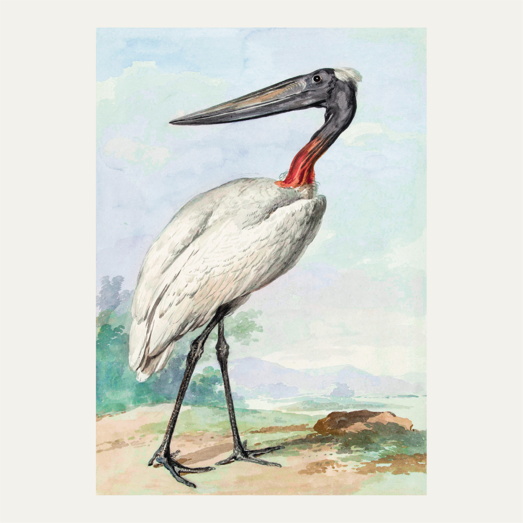 Jabiru