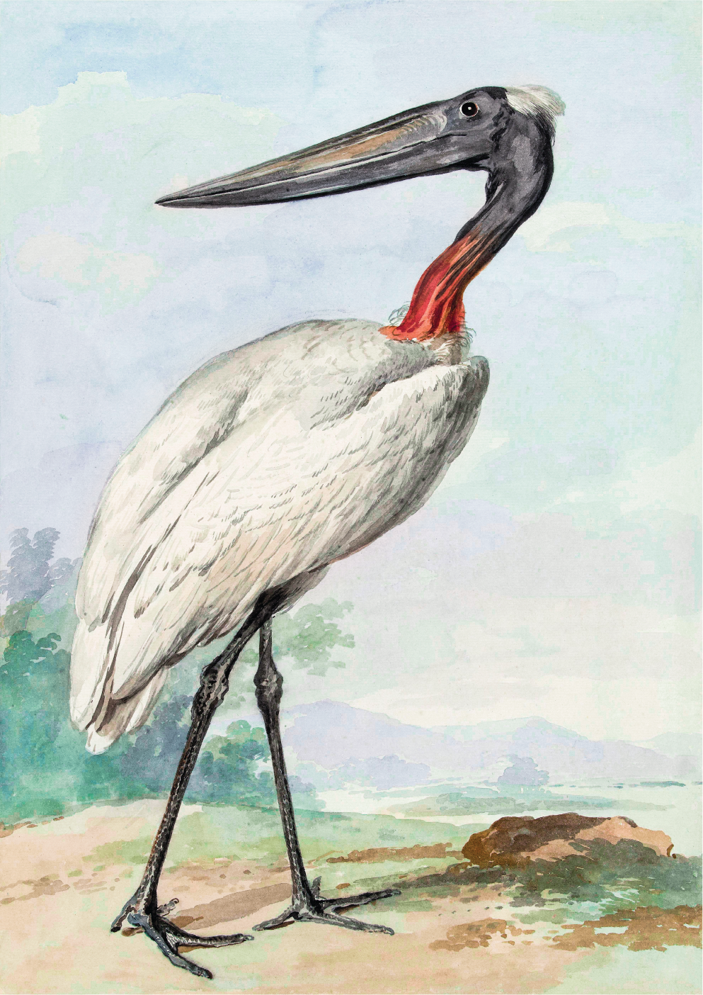 Jabiru
