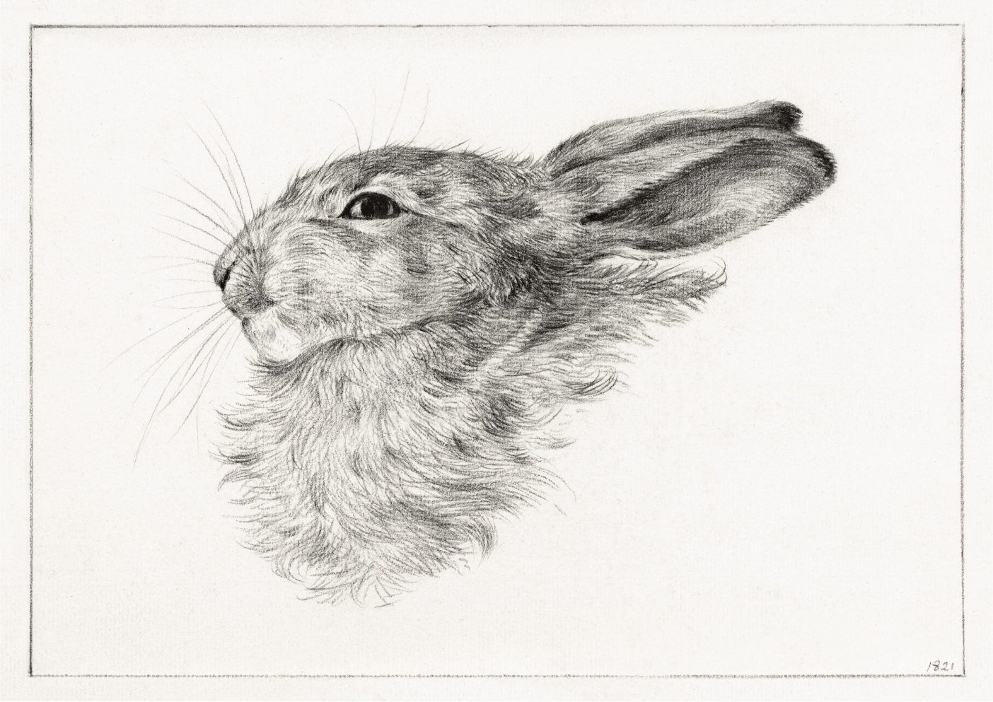 Head of a rabbit