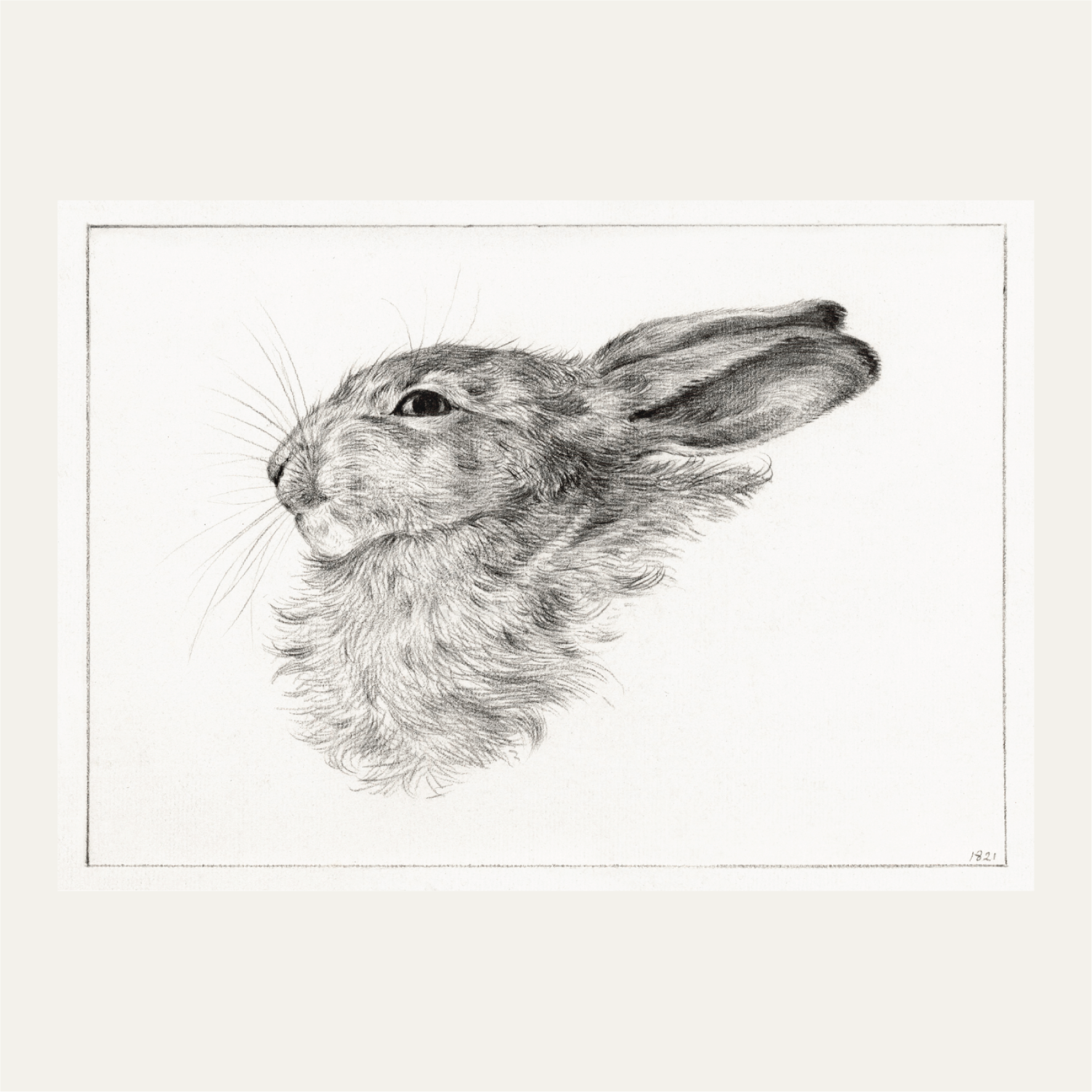 Head of a rabbit